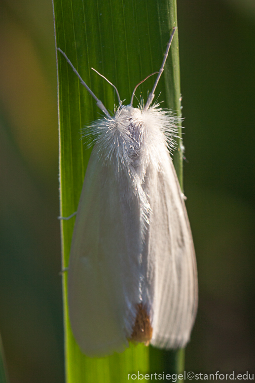 white butterfly